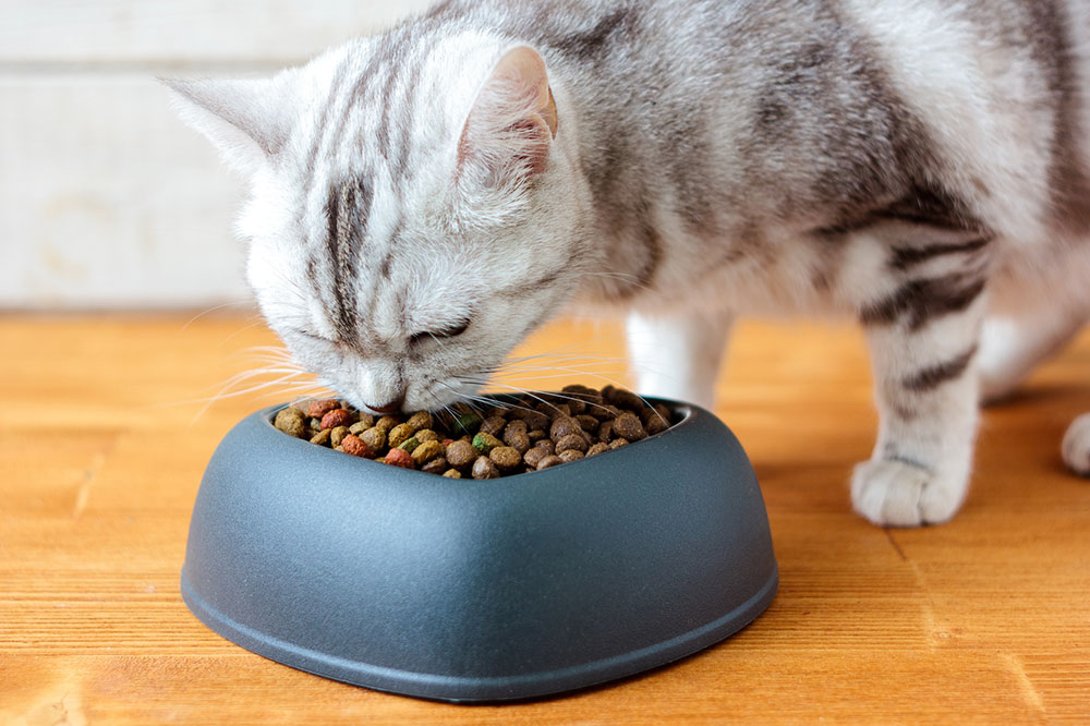 Diet Tips for Cats With Diabetes Mellitus