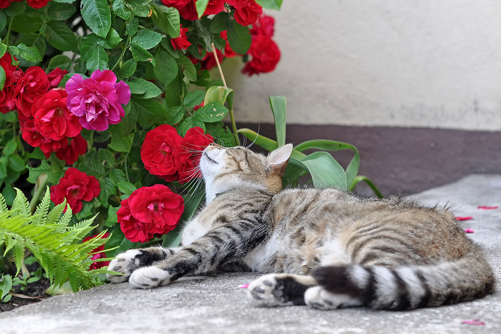 Houseplants That are Toxic for Cats