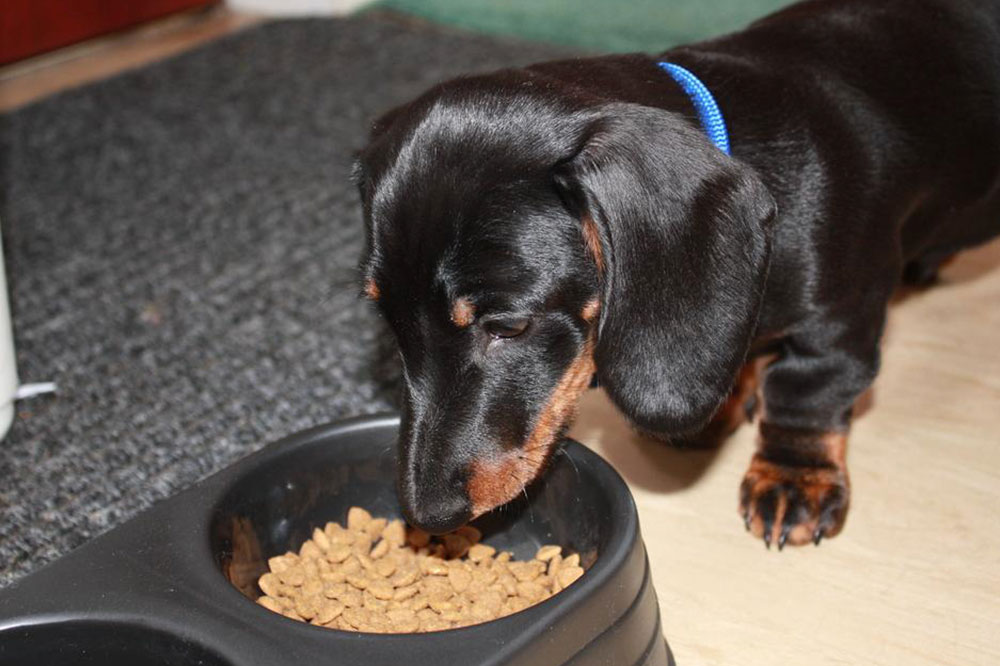 Symptoms and Triggers for Food Allergies in Dogs