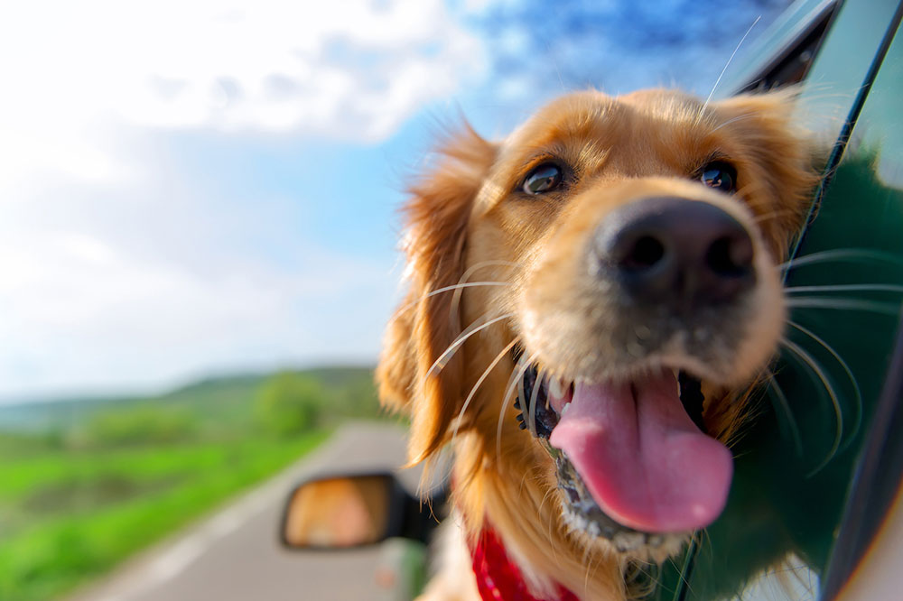 Tips for Staying at a Pet Friendly Hotel
