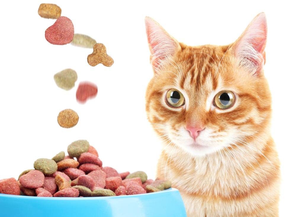 The Healthiest Cat Food Brands