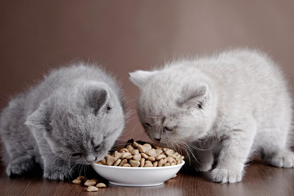 7 Tips for Buying Healthy Cat Treats