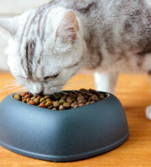 Diet Tips for Cats With Diabetes Mellitus
